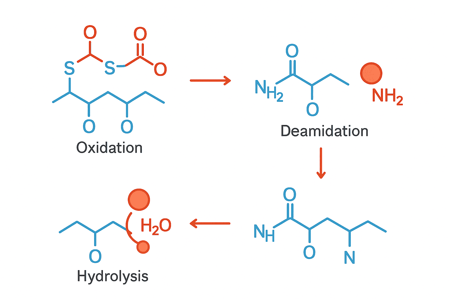 Peptide degradation pathways and stability factors