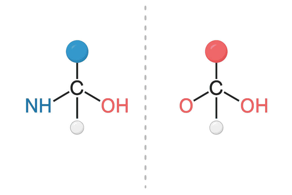 Amino Acid Isomerism in Peptides: D-Amino Acids & Their Role