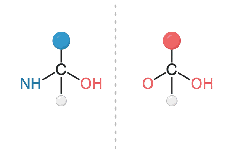 Illustration of amino acid and peptide molecule structures for health and fitness.
