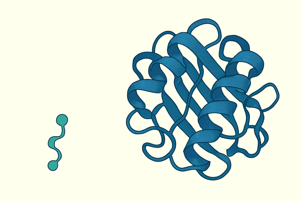 Peptide vs Protein: What’s the Difference?