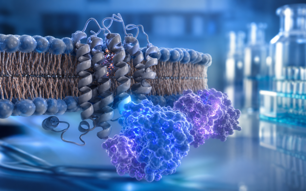 GPCR Desensitization Peptide Research: Receptor Internalization Explained